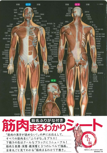 筋肉まるわかりシート改訂版 筋名ふりがな付き【下敷き】 